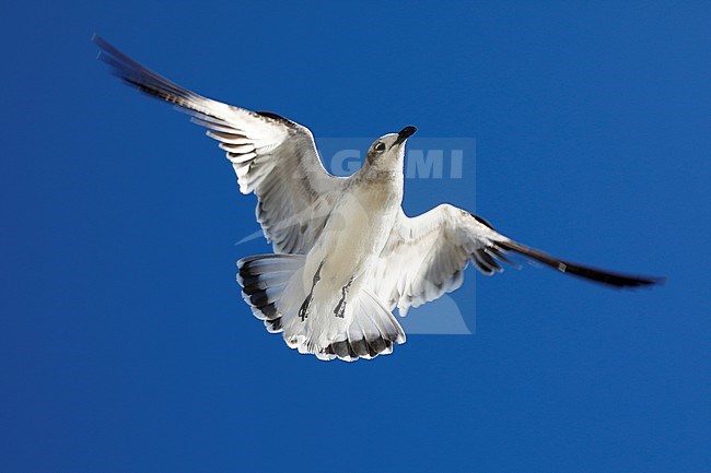 Lachmeeuw; Laughing Gull; stock-image by Agami/Chris van Rijswijk,