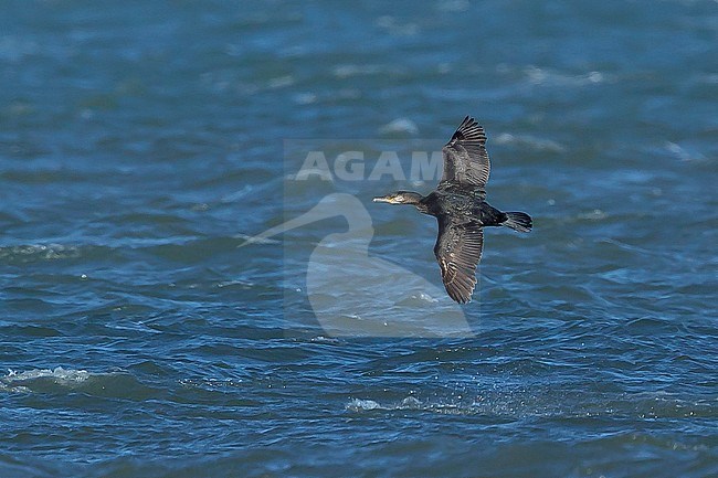 Adult non-breeding Great Cormorant (Phalacrocorax carbo carbo) in flight over the Atlantic Ocean off Ocean County in New Jersey, USA. stock-image by Agami/Brian E Small,