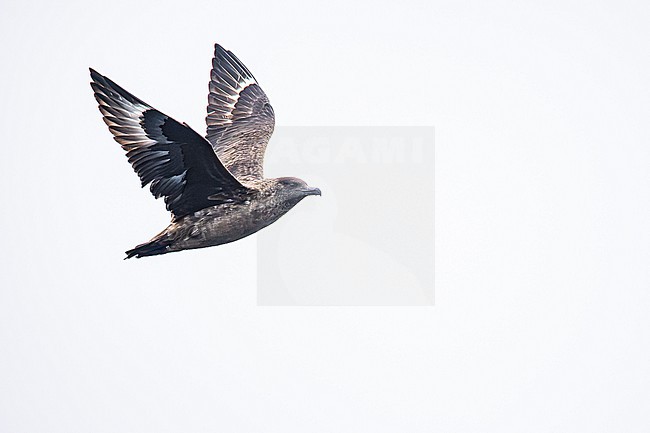  stock-image by Agami/Menno van Duijn,