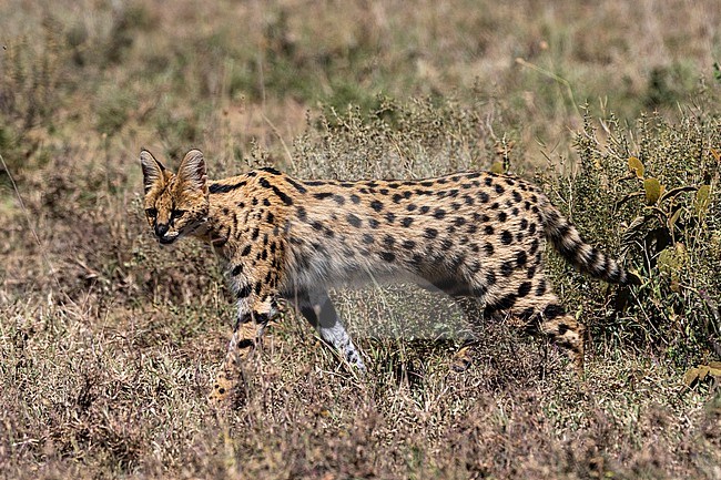 A serval, Leptailurus serval, walking. Ndutu, Ngorongoro Conservation Area, Tanzania. stock-image by Agami/Sergio Pitamitz,