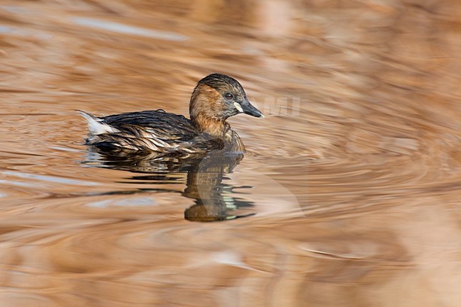 Dodaars zwemmend; Little Grebe swimming stock-image by Agami/Daniele Occhiato,