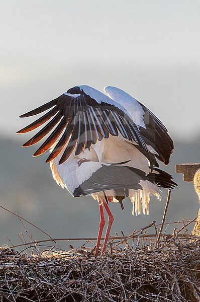 White Stork (Ciconia ciconia) in Trujillo, Extremadura, Spain. Pair copulating on their nest on a church tower in city center. stock-image by Agami/Marc Guyt,