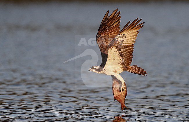 Osprey, Pandion haliaetus, adult fishing at Lake Mälaren, Sweden. With freshly caught fish as a prey. stock-image by Agami/Helge Sorensen,