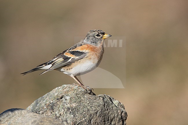 brambling male on a stone; Fringilla montifringilla stock-image by Agami/Alain Ghignone,