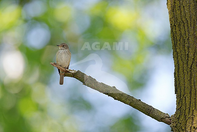 Adult Spotted Flycatcher (Muscicapa striata) in breeding habitat sitting on a brache stock-image by Agami/Ran Schols,