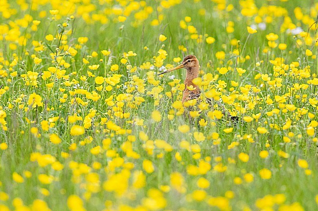 Black-tailed Godwit  (Limosa limosa islandica), side view of an adult standing among flowers, Southern Region, Iceland stock-image by Agami/Saverio Gatto,