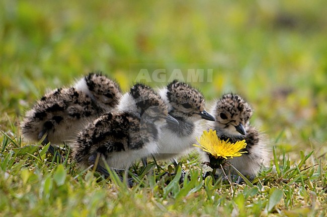 Kievit jong; Northern Lapwing young stock-image by Agami/Han Bouwmeester,