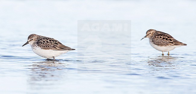 Semipalmated Sandpiper (Calidris pusilla) stock-image by Agami/Ian Davies,