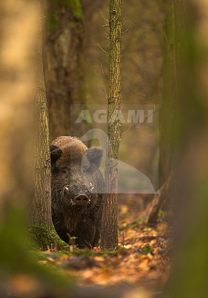Mannetje Wild zwijn, Wild boar male stock-image by Agami/Danny Green,