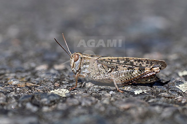 female italian locust (calliptamus italicus) found in Brandenburg in Eastern Germany stock-image by Agami/Mathias Putze,