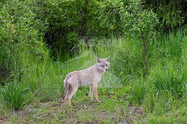 Coyote, Canis latrans, in summer coat during the Alaskan midnight sun stock-image by Agami/Edwin Winkel,
