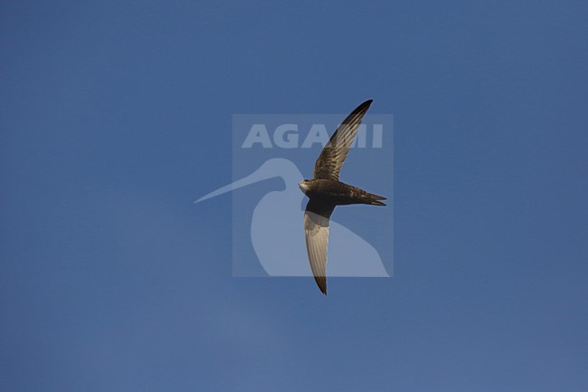 Gierzwaluw in vlucht, Common Swift in flight stock-image by Agami/Chris van Rijswijk,
