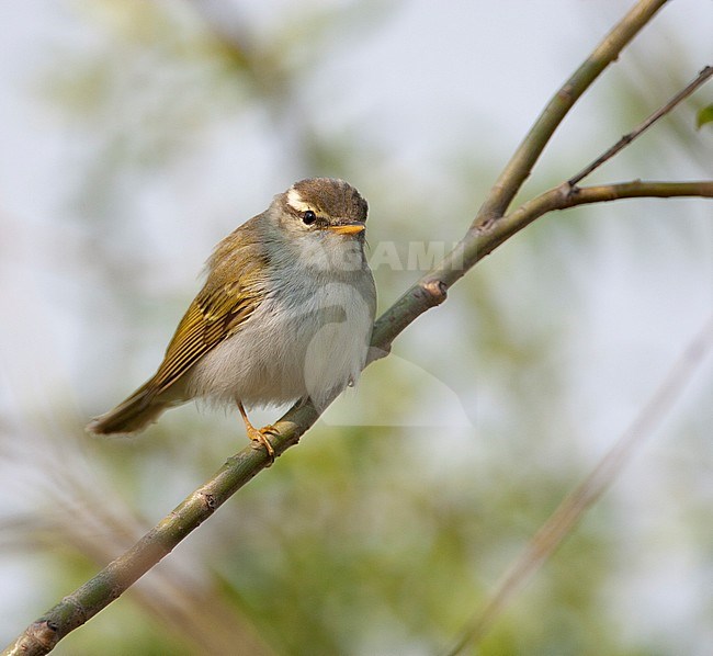 Eastern crowned warbler perched in a tree stock-image by Agami/Roy de Haas,