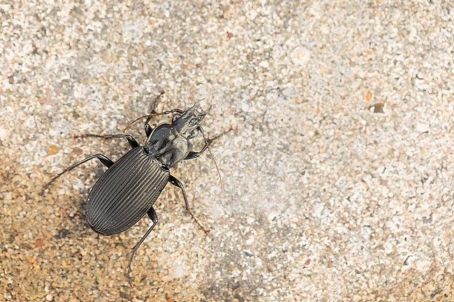 Pterostichus niger - Großer Grabkäfer, Germany, (Lower Saxony), imago stock-image by Agami/Ralph Martin,