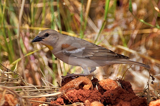 Geelhalsmus zittend; Chestnut-shouldered Petronia perched stock-image by Agami/Daniele Occhiato,