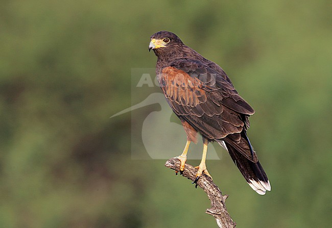 Adult
Starr Co., TX
November 2004 stock-image by Agami/Brian E Small,