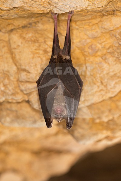 Greater Horseshoe Bat in hibernation stock-image by Agami/Theo Douma,