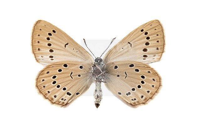 Scarce Large Blue, Pimpernelblauwtje, Phengaris teleius stock-image by Agami/Wil Leurs,