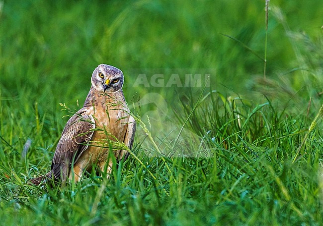 2nd year male Pallid Harrier stay for a while on the same field in OthÃ©e, Belgium during spring migration. stock-image by Agami/Vincent Legrand,