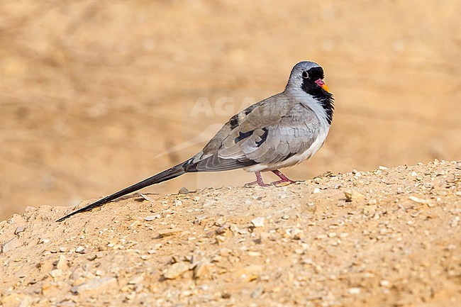 Male adult Namaqua Dove walking near Yotvata, Israel. April 14, 2013. stock-image by Agami/Vincent Legrand,