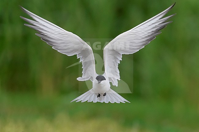 Gull-billed Tern (Gelochelidon nilotica), front view of an adult in flight, Campania, Italy stock-image by Agami/Saverio Gatto,