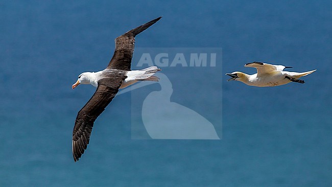 Famous returning adult Black-browed Albatross on Heligoland, Germany. stock-image by Agami/Vincent Legrand,