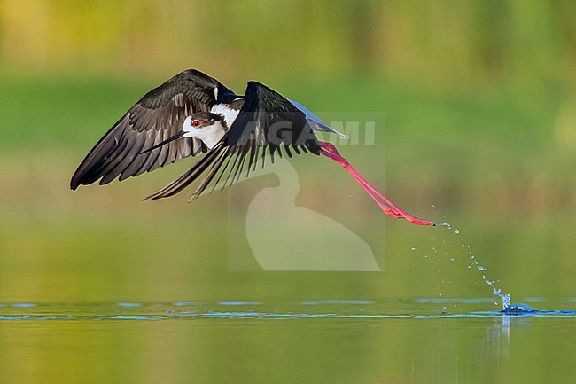 Black-winged Stilt (Himantopus himantopus), side view of an adult male in flight, Campania, Italy stock-image by Agami/Saverio Gatto,