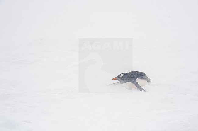 A gentoo penguin, Pygoscelis papua, in a snowstorm, Neko Harbour, Antarctica. Antarctica. stock-image by Agami/Sergio Pitamitz,