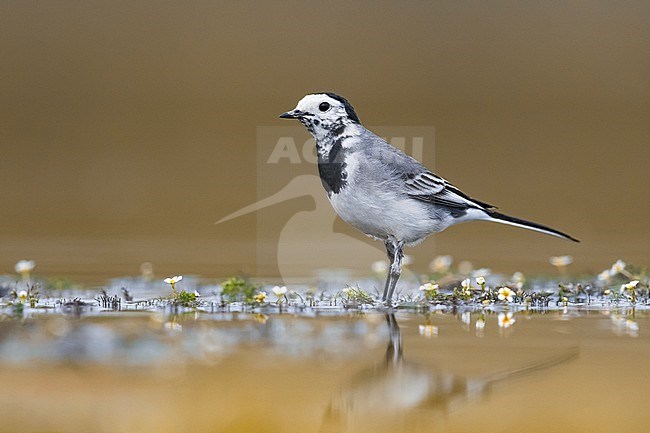 Adult White Wagtail (Motacilla alba) in Italy. Standing in shallow water. stock-image by Agami/Daniele Occhiato,