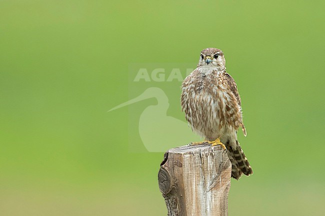 Adult female Merlin (Falco columbarius aesalon) during spring season in breeding area in Russia (Baikal). Sitting on a wooden pole in green meadow. stock-image by Agami/Ralph Martin,