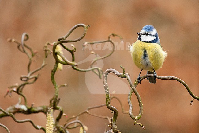 Blue tit (Cyanistes caeruleus) perched on Hazel tree (Corylus avellana) stock-image by Agami/Caroline Piek,