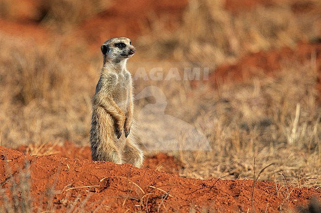 A Meerkat (Suricata suricatta), a species of mongoose, near Pretoria, South Africa. stock-image by Agami/Tom Friedel,
