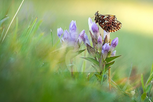 Titania's Fritillary, Boloria titania stock-image by Agami/Wil Leurs,