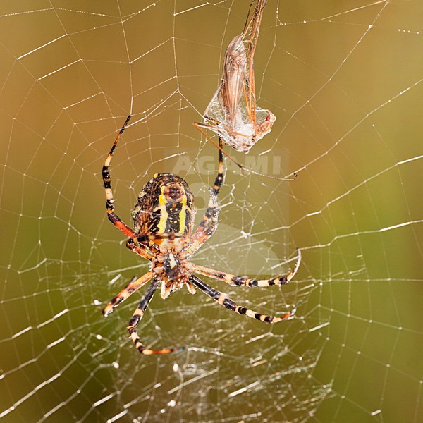 Wespspin, Wasp Spider stock-image by Agami/Theo Douma,
