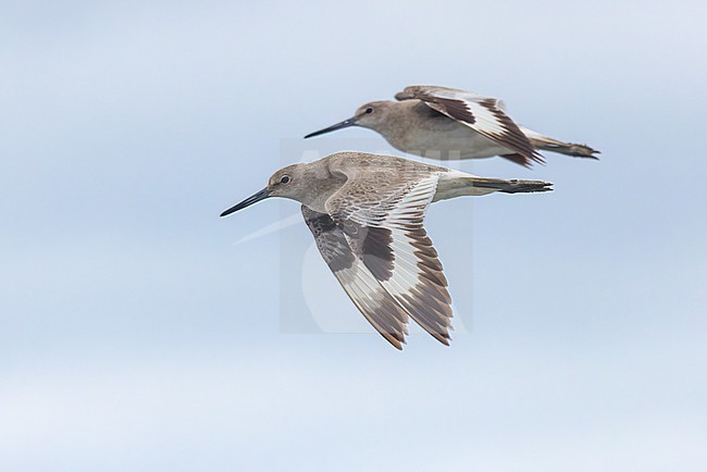 Willet (Tringa semipalmata) are large, stocky shorebirds with a distinctive black-and-white wing pattern. Larger than Greater Yellowlegs, smaller than godwits. Overall grayish. Here there are two birds seen in flight. stock-image by Agami/Jacob Garvelink,