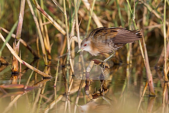 Little Crake - Kleines Sumpfhuhn - Zapornia parva, Cyprus, adult female stock-image by Agami/Ralph Martin,