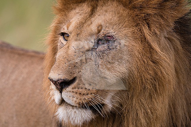 Portrait of a male lion, Panthera leo, Masai Mara, Kenya. Kenya. stock-image by Agami/Sergio Pitamitz,