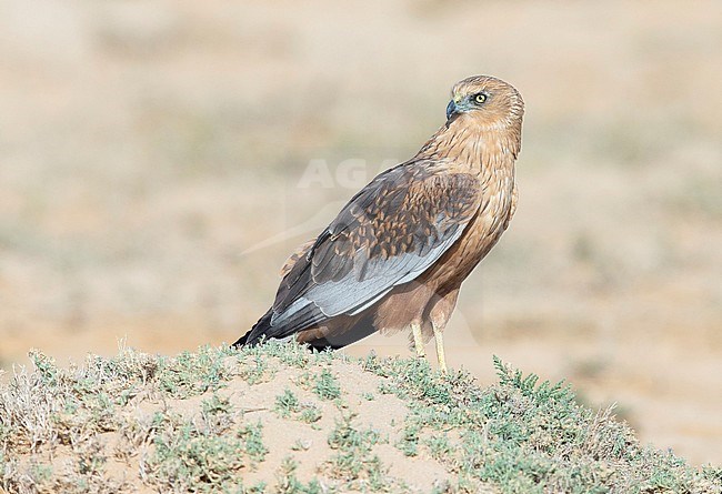 Western Marsh Harrier (Circus aeruginosus) adult male resting on the ground during spring migration in desert of Oman. stock-image by Agami/Dick Forsman,