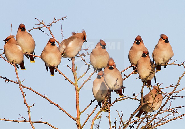 Pestvogels in boom in Nederland, Bohemian Waxwings in tree in the Netherlands stock-image by Agami/Menno van Duijn,