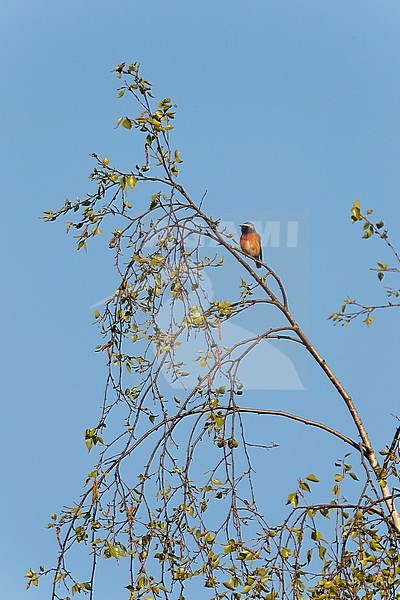 Adult male Common Redstart (Phoenicurus phoenicurus) sitting in top of a Birch in th Netherlands. stock-image by Agami/Ran Schols,