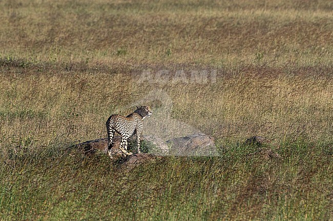 A cheetah, Acynonix jubatus, on a termite mound. Seronera, Serengeti National Park, Tanzania stock-image by Agami/Sergio Pitamitz,