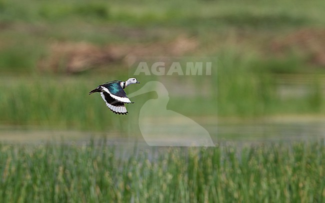 Cotton Pygmy Goose (Nettapus coromandelianus) flying up from reeds at Muang Boran Fish Ponds, Bangkok, Thailand stock-image by Agami/Helge Sorensen,