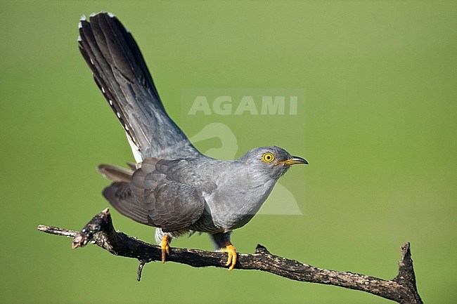  stock-image by Agami/Bence Mate,