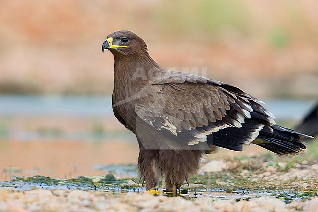 Steppe Eagle, Juvenile at drinking pool, Salalah, Dhofar, Oman (Aquila nipalensis) stock-image by Agami/Saverio Gatto,