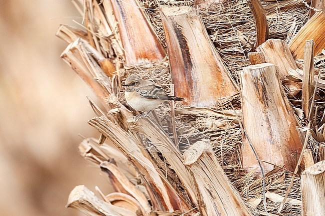 Female Eastern Black-eared Wheatear (Oenanthe melanoleuca) during spring migration in Eilat, Israel. stock-image by Agami/Marc Guyt,