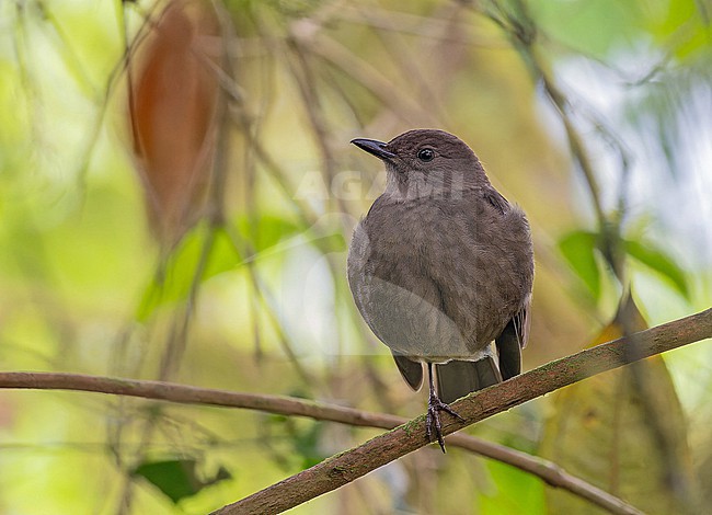 Mountain thrush (Turdus plebejus) in Panama. stock-image by Agami/Pete Morris,