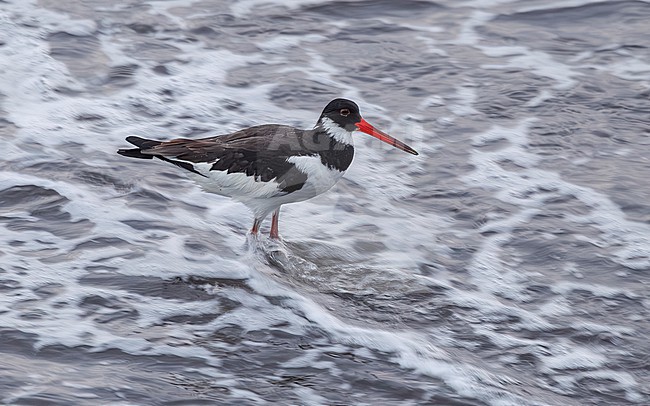 Siberian Eurasian Oystercatcher (Haematopus ostralegus longipes) sitting in Ribeira Grande, Sao Miguel, Azores, Portugal. stock-image by Agami/Vincent Legrand,