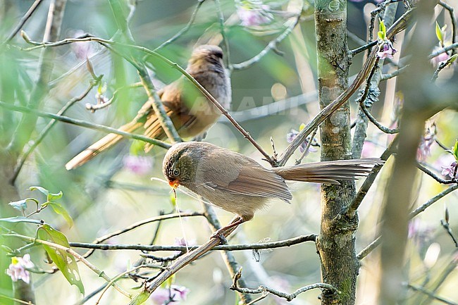 Brown Parrotbill, Paradoxornis unicolor, in Nepal. Also known as Brown suthora. stock-image by Agami/Dani Lopez-Velasco,