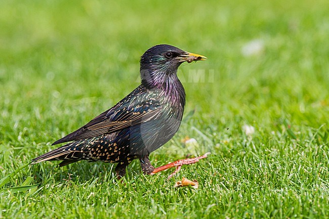 Eurasian Starling, Sturnus vulgaris adult walking on grass in garden with insect in bill stock-image by Agami/Menno van Duijn,