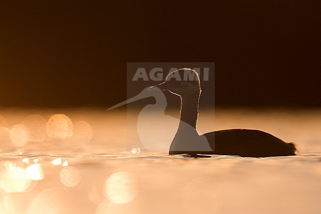 Red-necked Grebe - Rothalstaucher - Podiceps grisegena ssp. grisegena, Germany, juvenile with backlight stock-image by Agami/Ralph Martin,